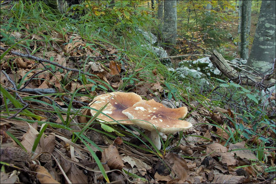 Image de Leucopaxillus gentianeus (Quél.) Kotl. 1966