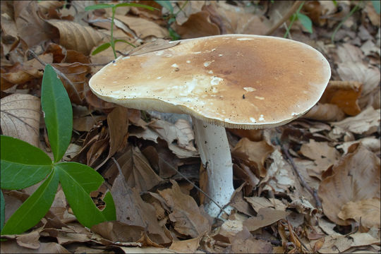 Image de Leucopaxillus gentianeus (Quél.) Kotl. 1966