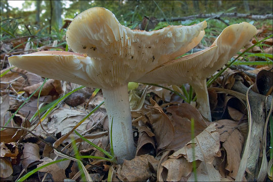 Image de Leucopaxillus gentianeus (Quél.) Kotl. 1966