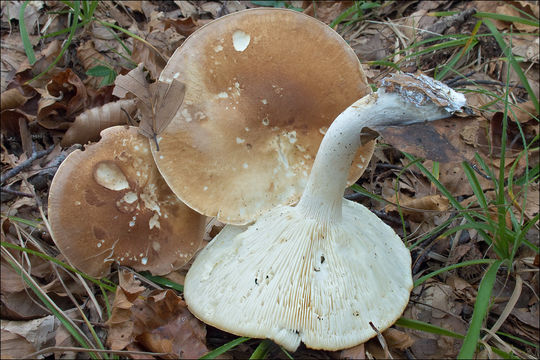 Image of bitter brown leucopaxillus