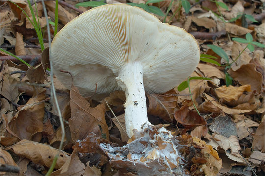 Image de Leucopaxillus gentianeus (Quél.) Kotl. 1966