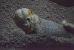 Image of Tayra