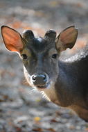 Image de Cerf de Timor