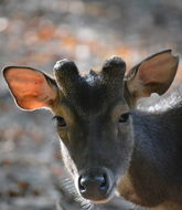 Image de Cerf de Timor