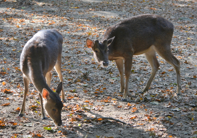 Image de Cerf de Timor