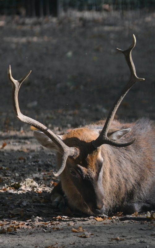 Слика од Cervus nippon pseudaxis Gervais 1841