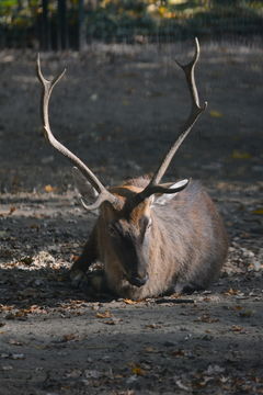 Imagem de Cervus nippon pseudaxis Gervais 1841