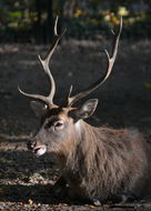 Image of Vietnamese sika deer