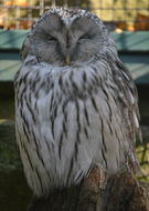 Image of Ural Owl