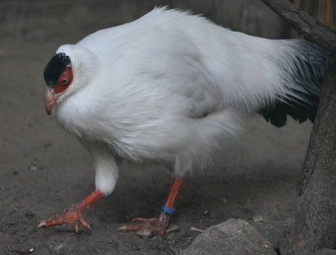 Image of White Eared Pheasant