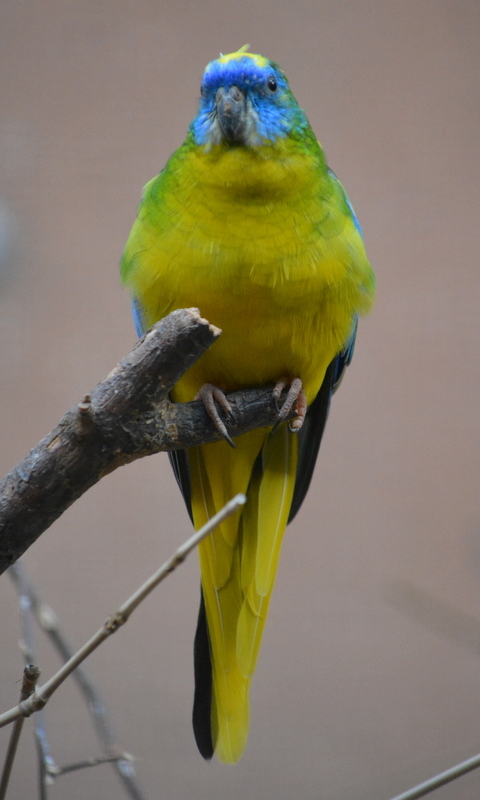 Image of Turquoise Parrot