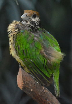 Image of White-eared Catbird