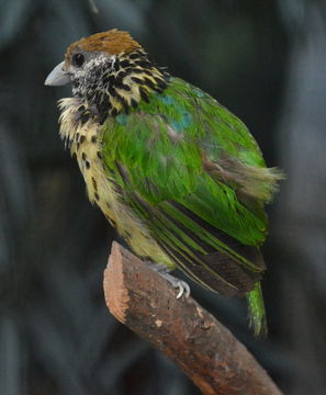 Ailuroedus buccoides (Temminck 1836) resmi