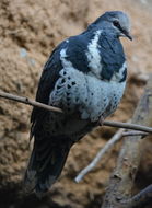 Image of Wonga Pigeon