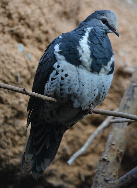 Image of Wonga Pigeon