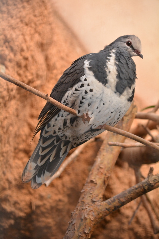 Image of Wonga Pigeon