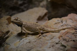 Image of Savigny's Agama