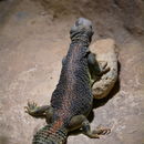 Uromastyx thomasi Parker 1930 resmi