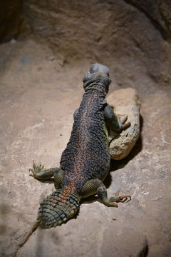 Image of Omani Spiny-tailed Lizard