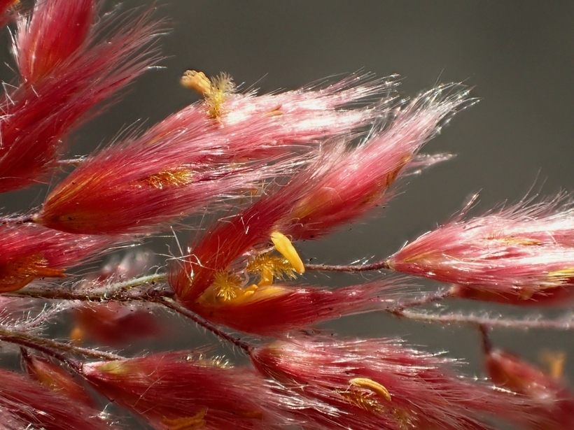 Imagem de Melinis repens subsp. repens