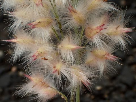 Image of Melinis repens subsp. repens