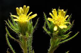 Image of stink aster