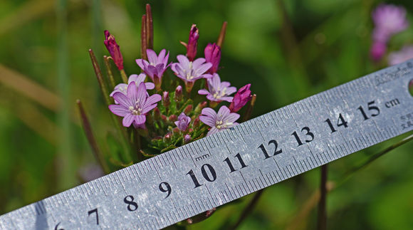 Image of fringed willowherb