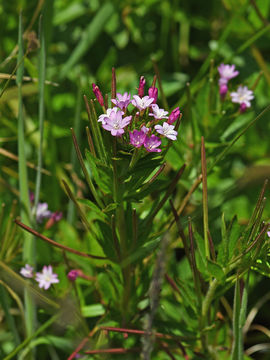 Image of fringed willowherb