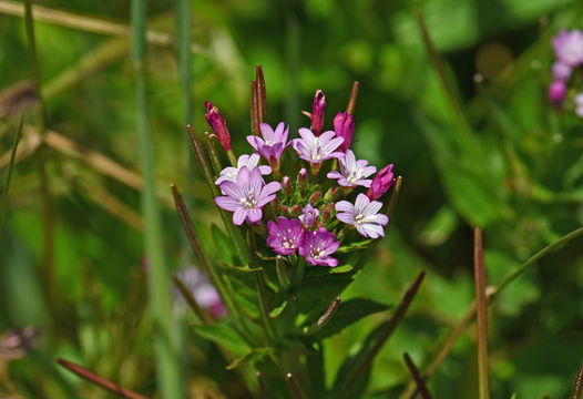 Слика од Epilobium ciliatum subsp. watsonii (Barbey) Hoch & Raven