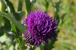 Imagem de Cirsium grahamii A. Gray