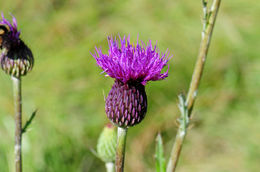 Imagem de Cirsium grahamii A. Gray