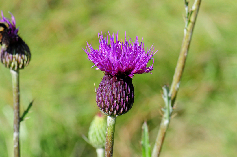 Imagem de Cirsium grahamii A. Gray