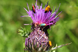 Imagem de Cirsium grahamii A. Gray