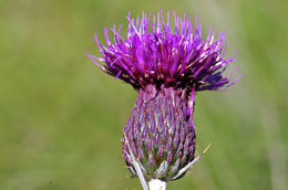 Image of Graham's thistle