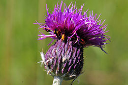 Imagem de Cirsium grahamii A. Gray