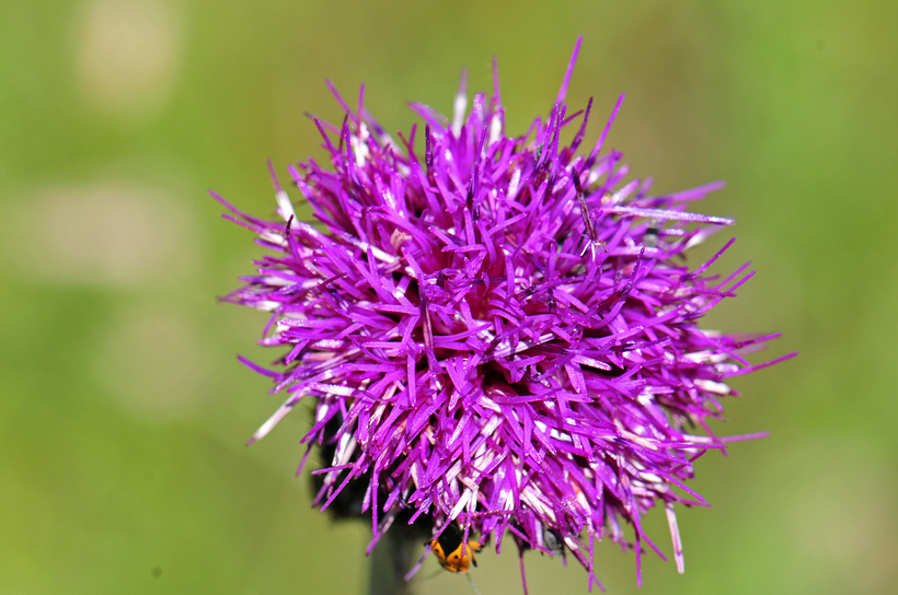 Imagem de Cirsium grahamii A. Gray