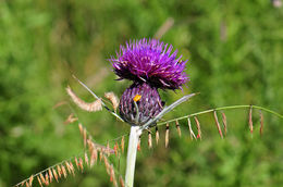 Imagem de Cirsium grahamii A. Gray