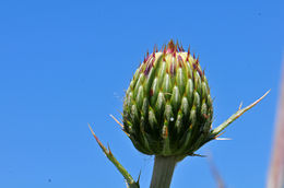 Imagem de Cirsium grahamii A. Gray