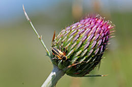 Imagem de Cirsium grahamii A. Gray