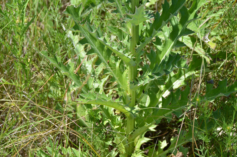 Image of Graham's thistle