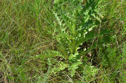 Imagem de Cirsium grahamii A. Gray