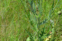 Imagem de Cirsium grahamii A. Gray