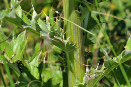 Imagem de Cirsium grahamii A. Gray