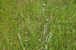 Image of Graham's thistle