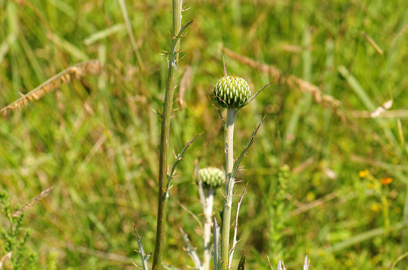 Image of Graham's thistle