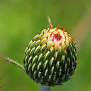 Imagem de Cirsium grahamii A. Gray