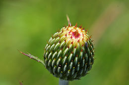 Image of Graham's thistle