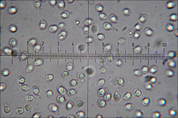 Image de Tricholome rutilans