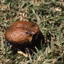 Image of Mozambique Rain Frog