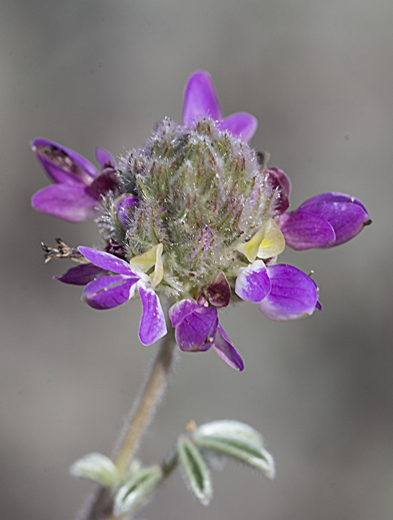 Plancia ëd Dalea greggii A. Gray